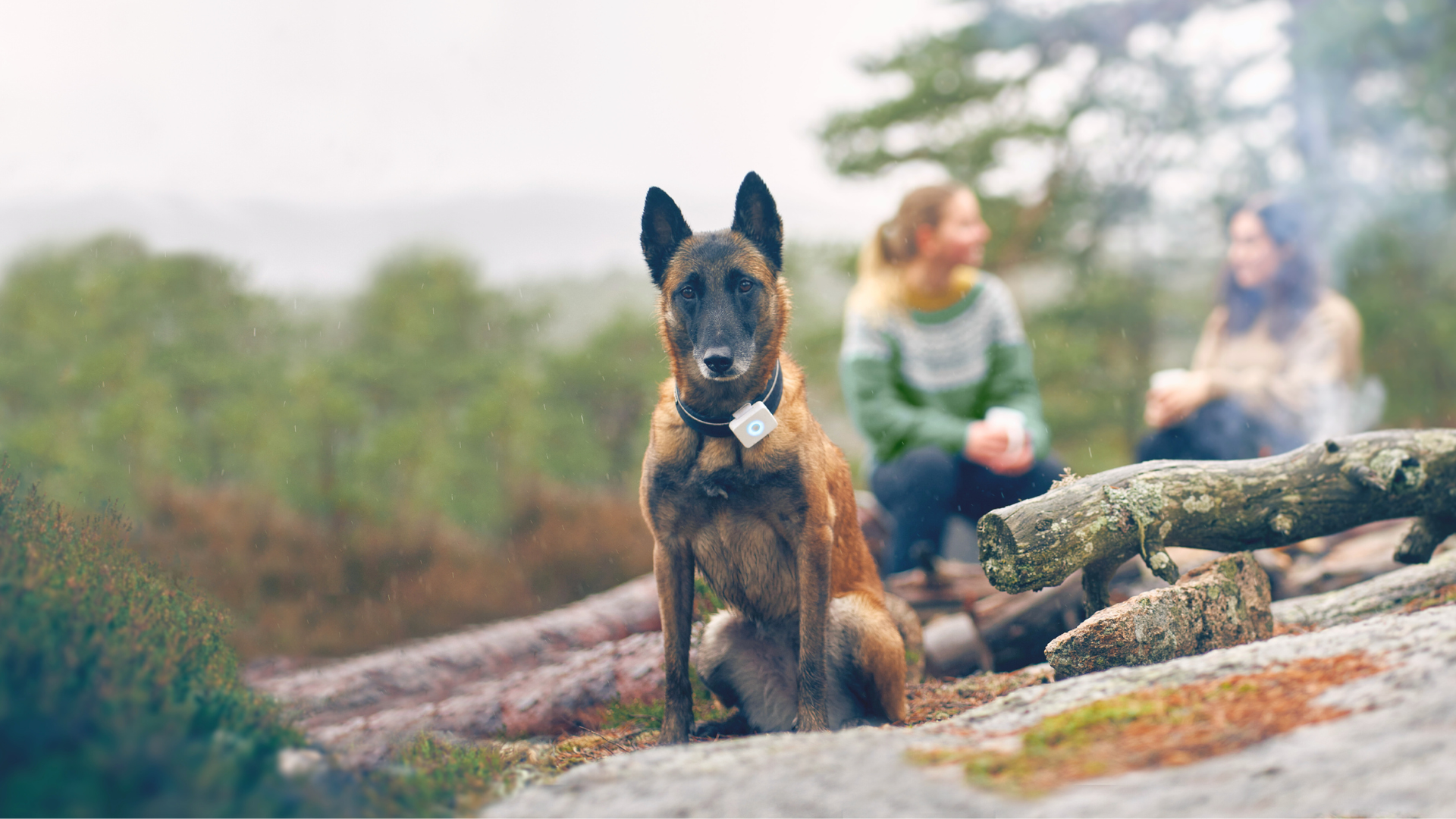 Lildog GPS og en hund i skogen