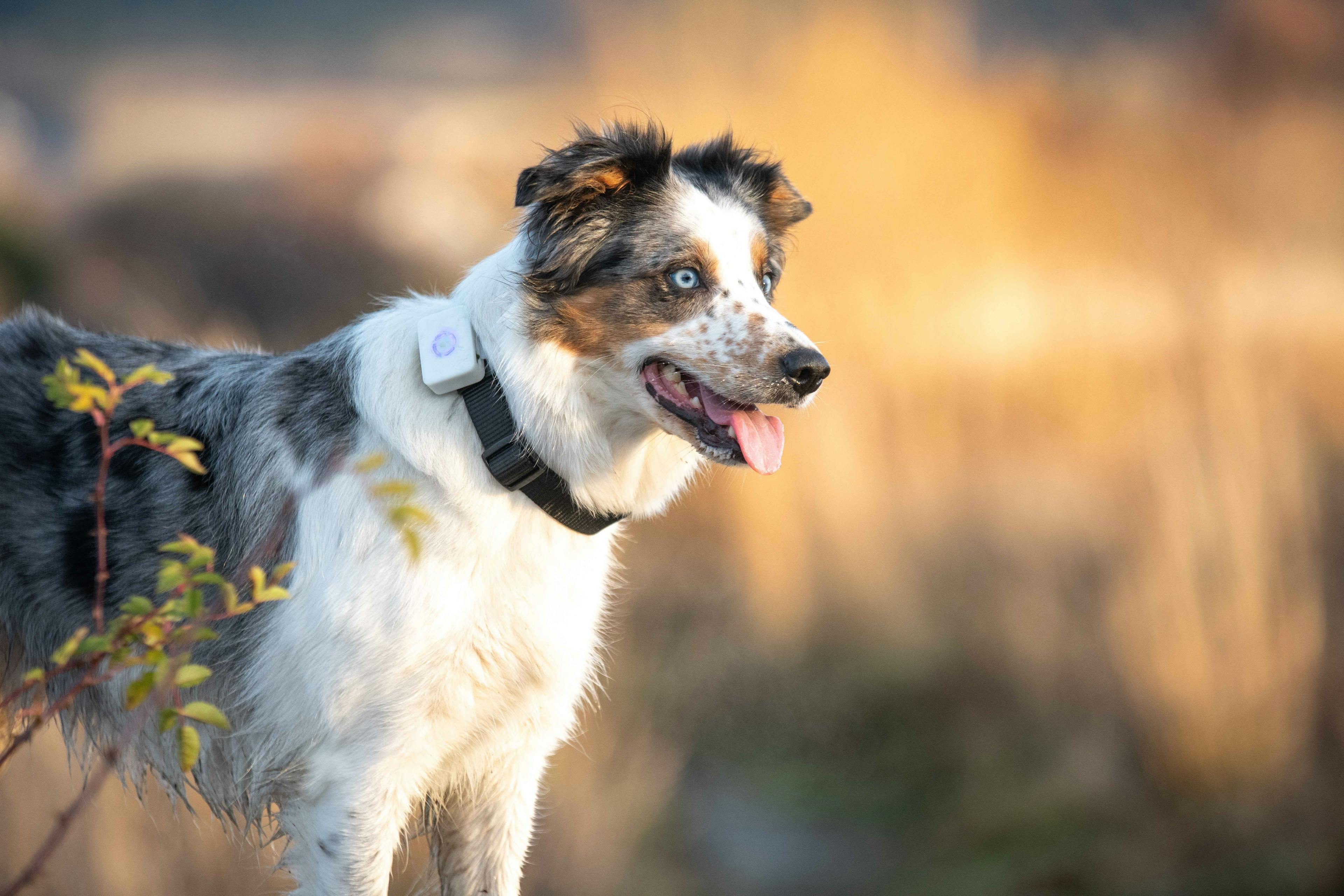 Le traceur GPS Lildog convient parfaitement aux petits chiens