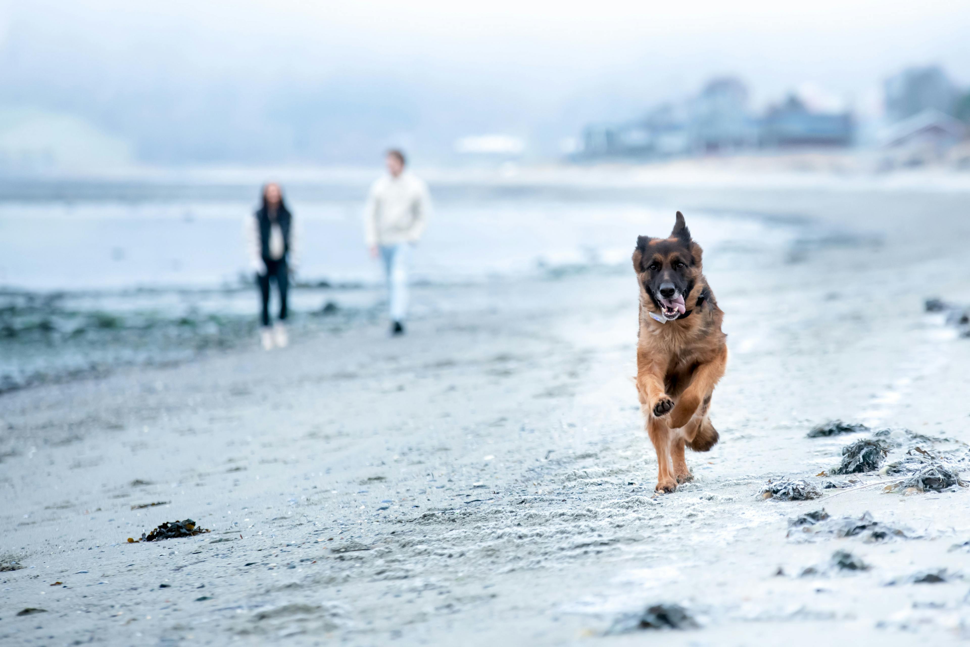 Perro llevando Lildog en la playa
