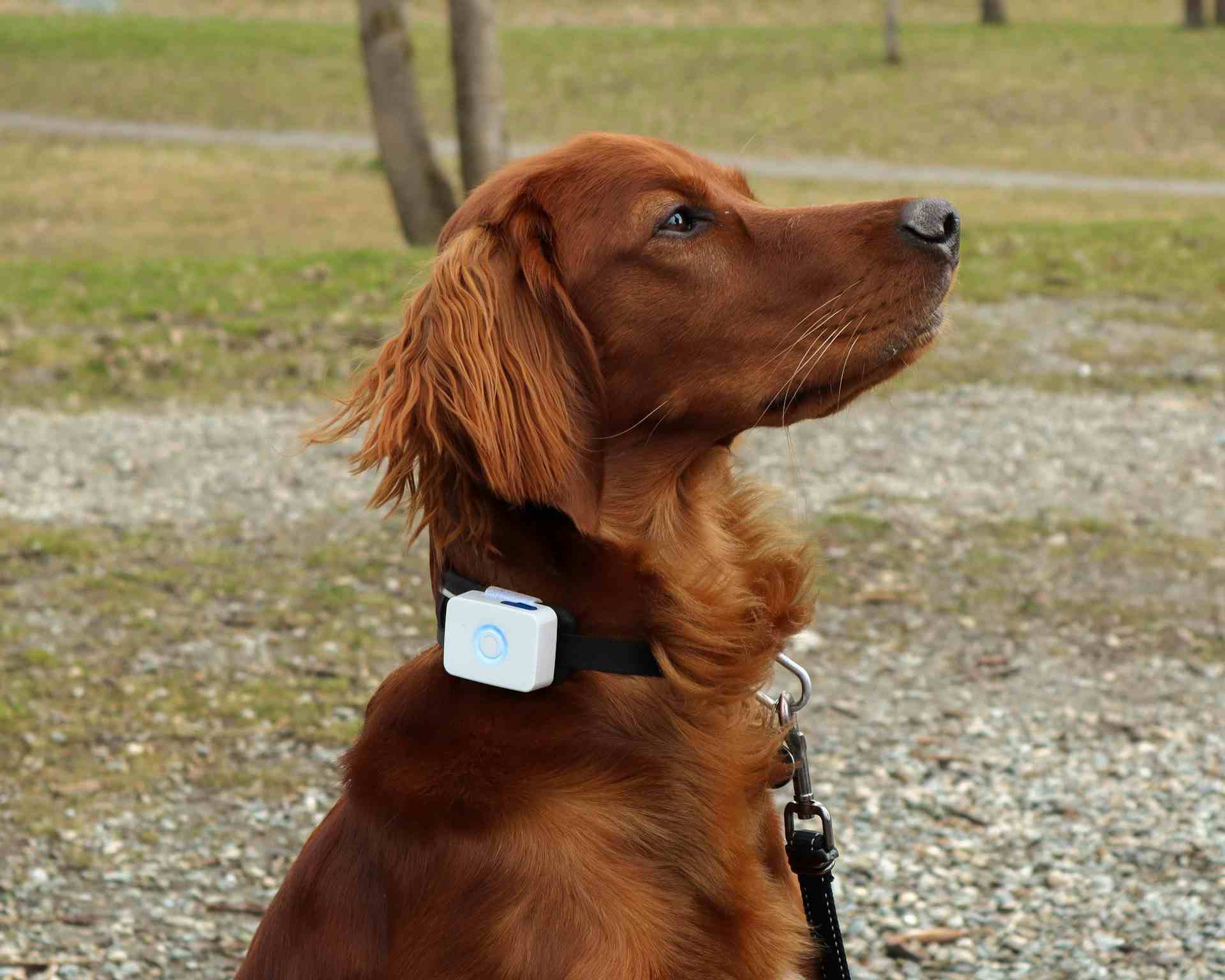 Hund med GPS tracker på halsbåndet