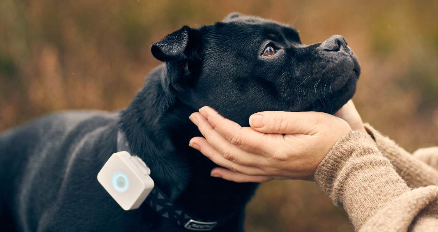 A dog with a GPS tracker