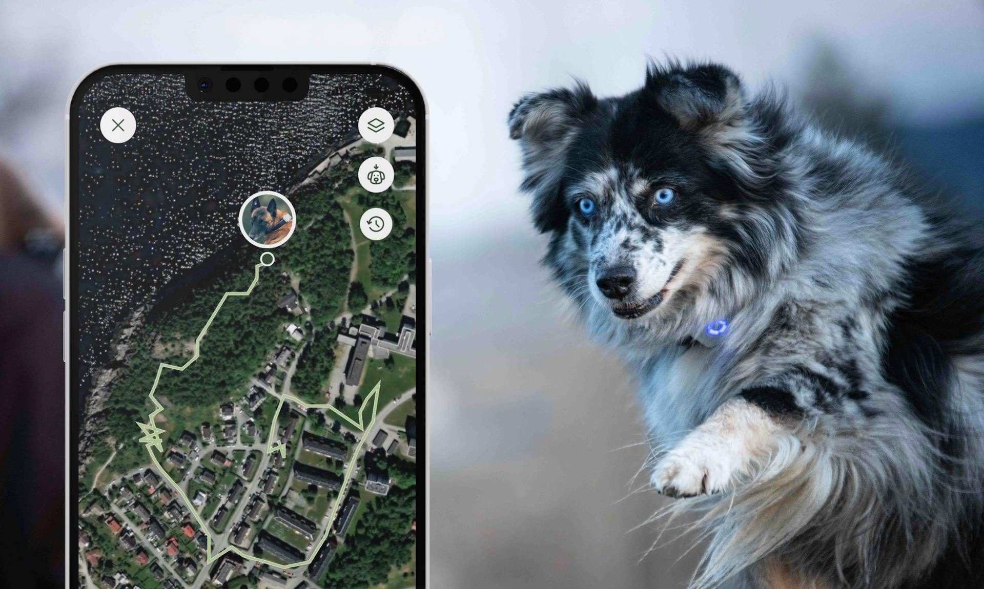 Location history GPS for dogs