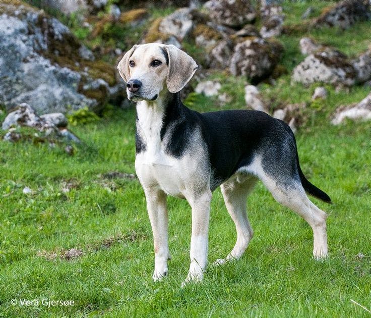 Norwegian hound