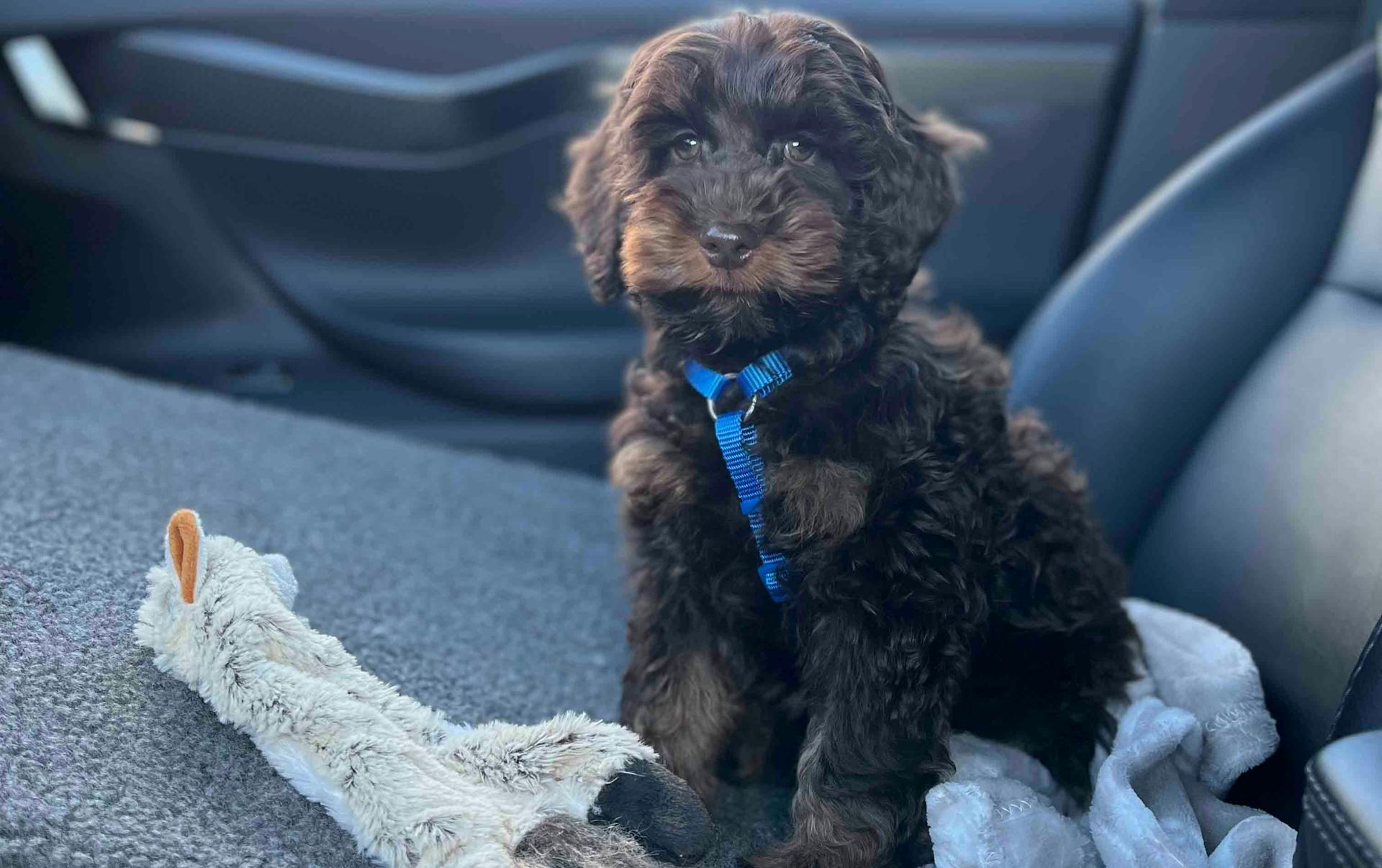 An cockapoo dog on the way home for the very first time
