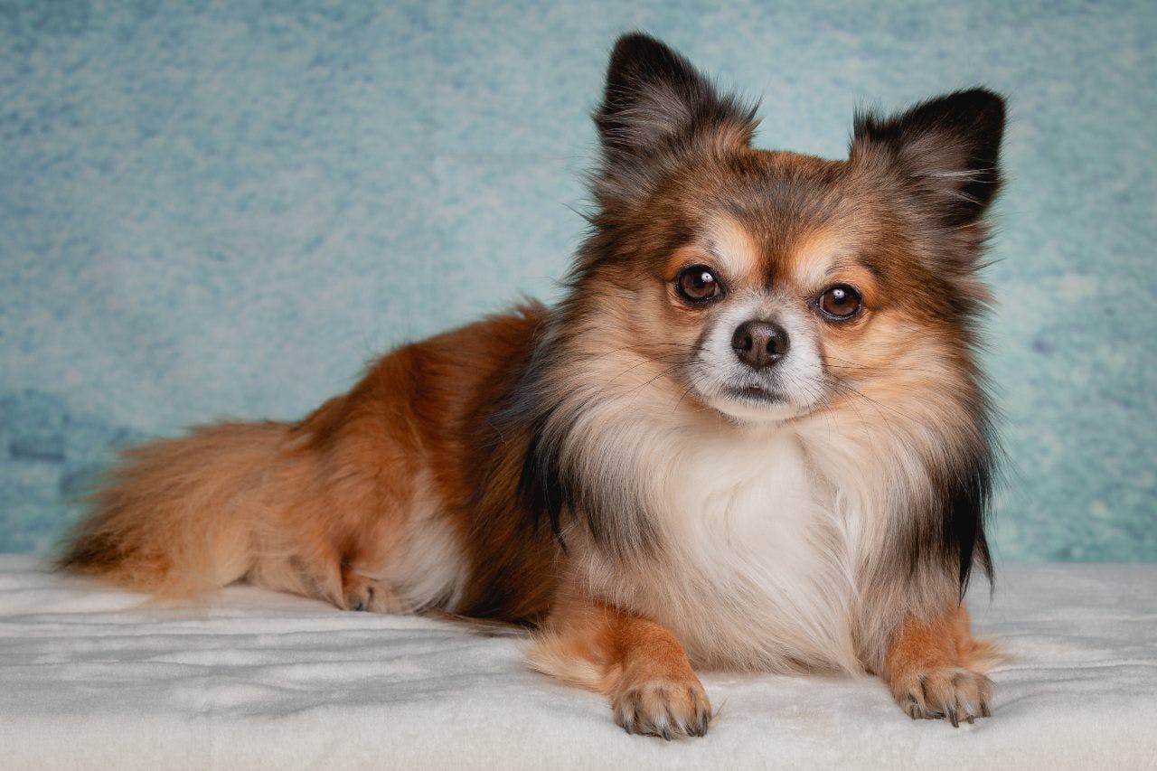 Chihuahua longhaired