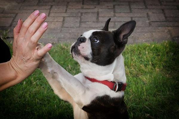 French Bulldog gives high-five to human 