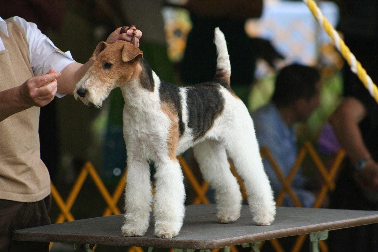 Fox Terrier dog show 