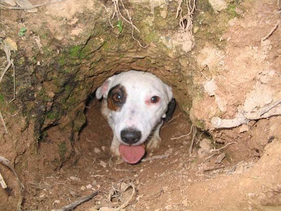 Jack Russel Terrier stikker hodet ut av et hull i bakken. 