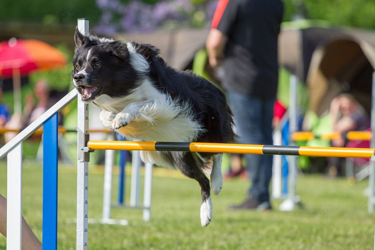 Border Collie jumps during agility training