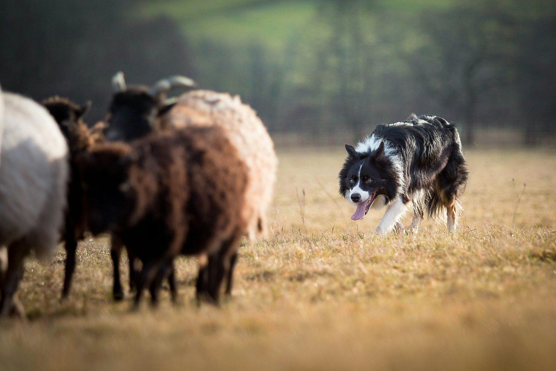 Happy Border Collie shepherding sheep