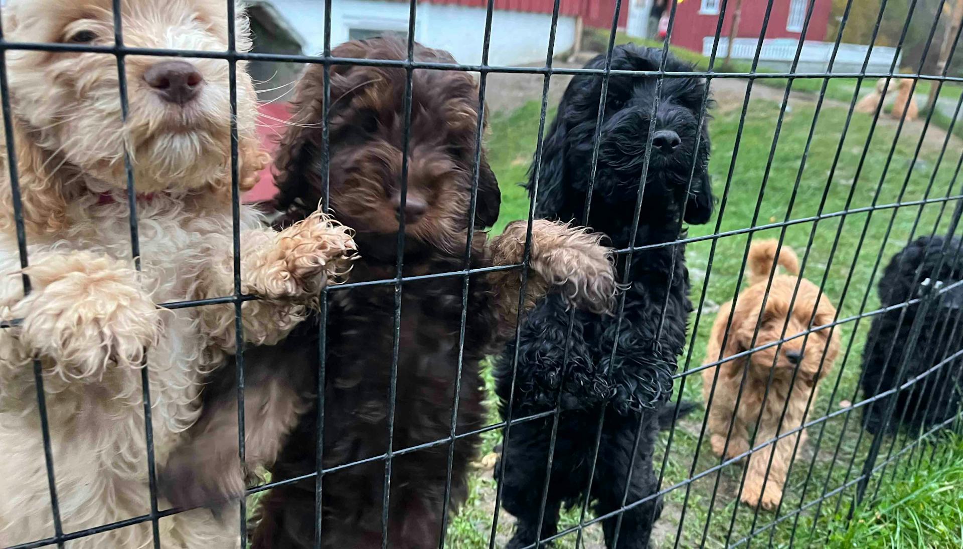 Image of 5 cockapoo puppies