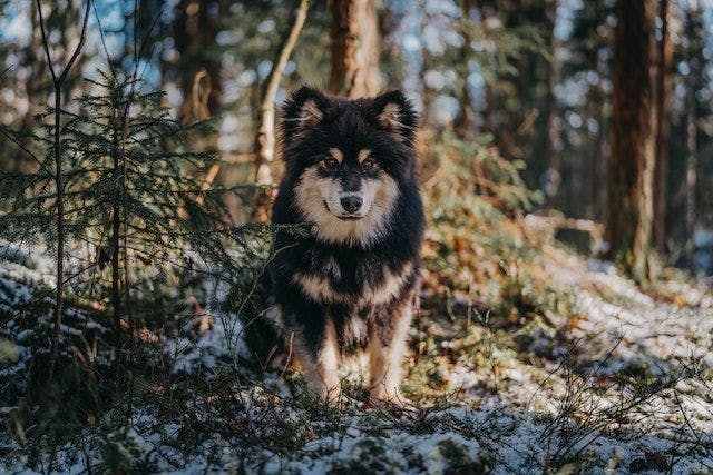 Finnish lapphund puppy