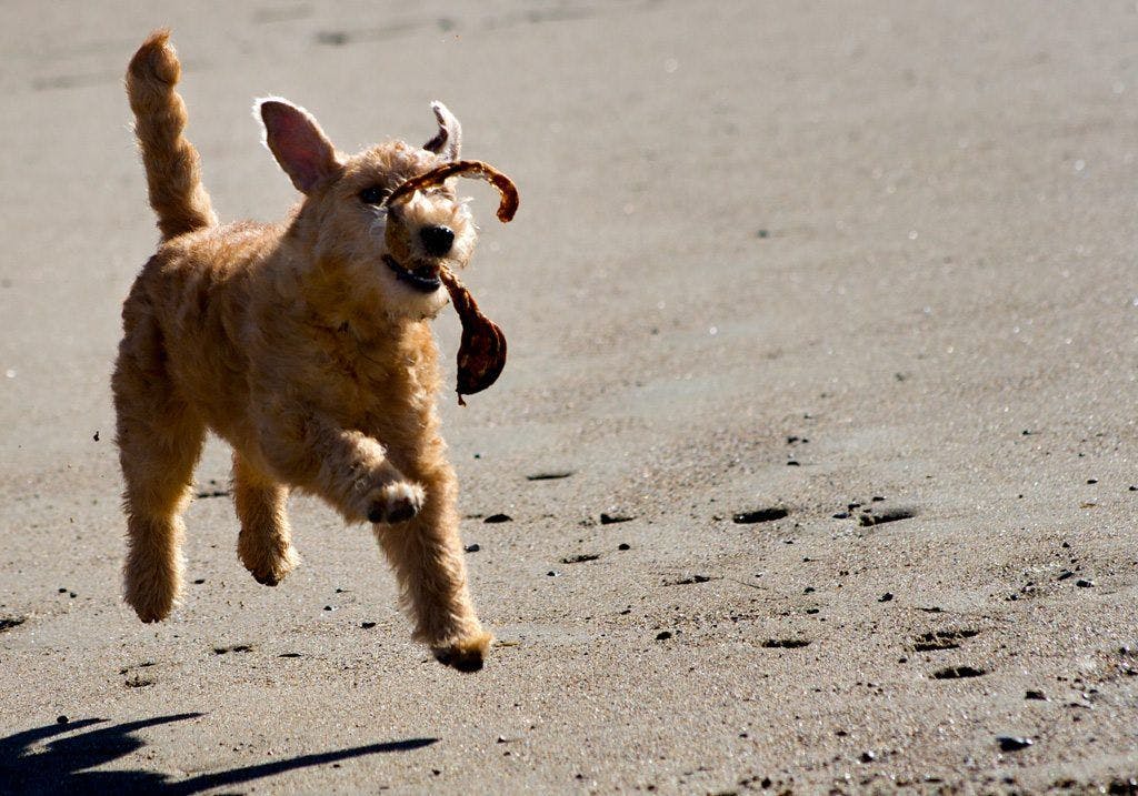 Lakeland terrier running.